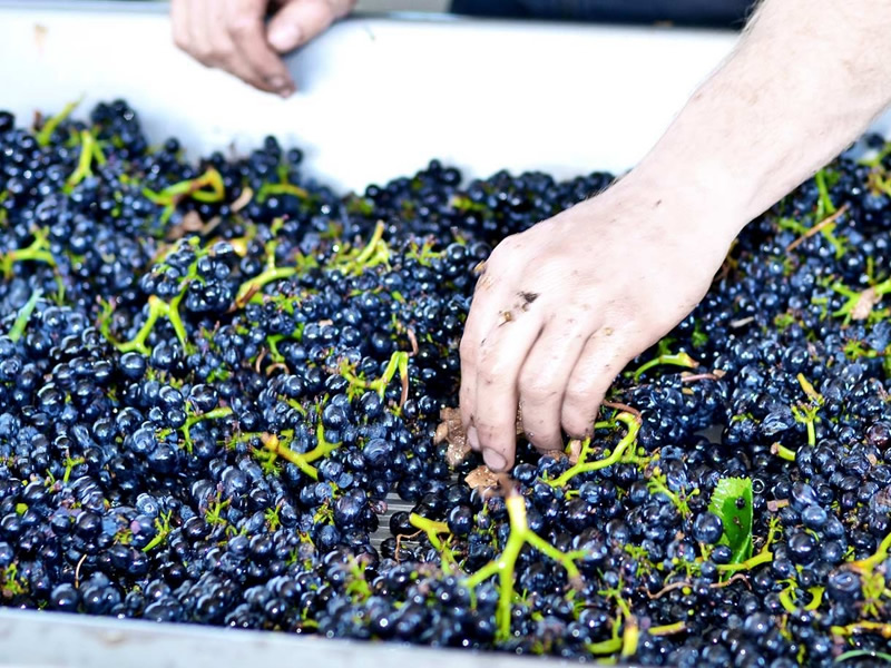 葡萄深加工生产线